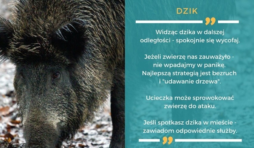 Dzik zaatakował dziecko! Ciężko rannego 6-letniego chłopca z Legnicy przewieziono do szpitala we Wrocławiu