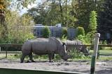 Trwa budowa nowego pawilonu dla nosorożców białych w Śląskim Ogrodzie Zoologicznym ZDJĘCIA