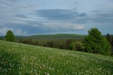 Roztoczański Park Narodowy. Zachwycający świat lasów, storczyków i koników polskich            