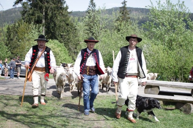 Na Stecówce w gminie Istebna po raz kolejny owce wyszły na hale