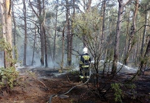 Gigantyczny pożar lasu w Zakrzewie. Strażacy walczą od rana