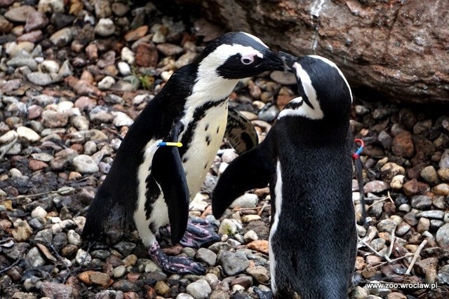 Pingwiny z wrocławskiego zoo trzeba było zamknąć na zapleczu Afrykarium.