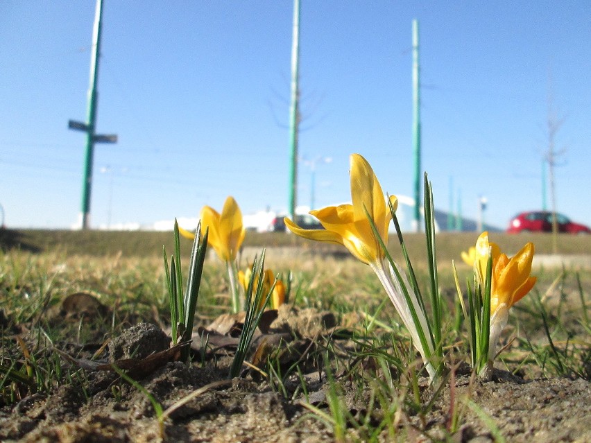 Wiosna w Poznaniu: Przy dworcu zakwitły żółte krokusy