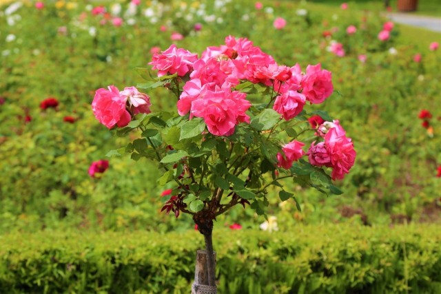 Róże pienne są wyjątkowo efektowne, ale też wymagają troskliwej opieki.