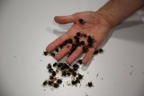 Mnóstwo martwych pszczół i trzmieli na ul. Diamentowej w Lublinie. Co się stało z owadami?