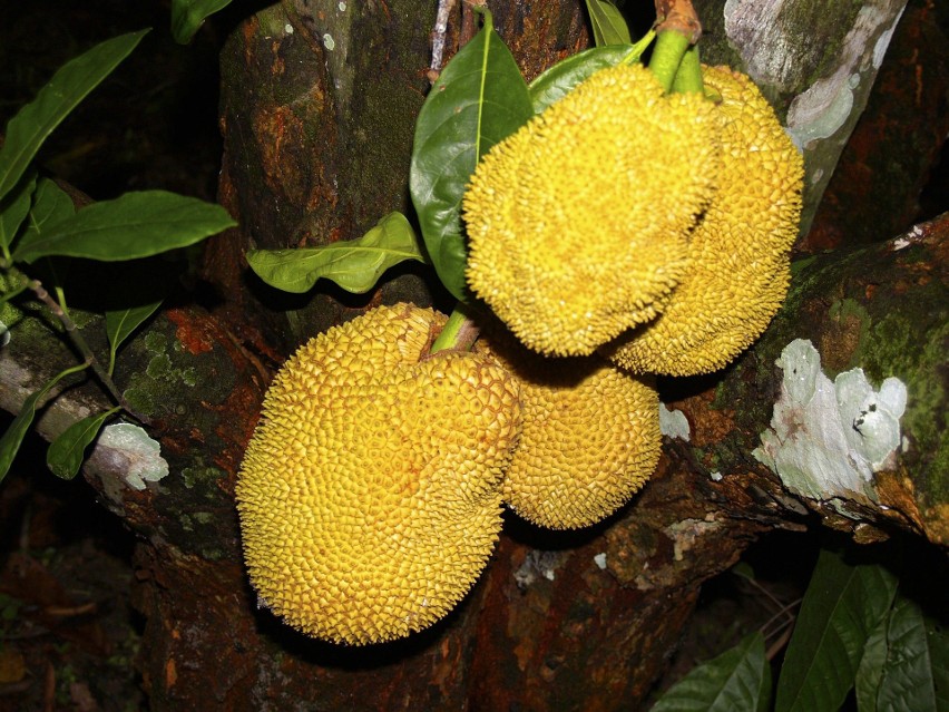 Jackfruit  to owoc chlebowca różnolistnego.