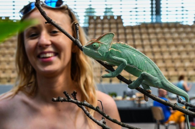 W sobotę w Hali Artego Arena przy ul. Toruńskiej odbyła się Giełda i Wystawa Zwierząt Egzotycznych. Zapraszamy do obejrzenia zdjęć.FLESZ: Pszczoły wymierają, grozi nam głód