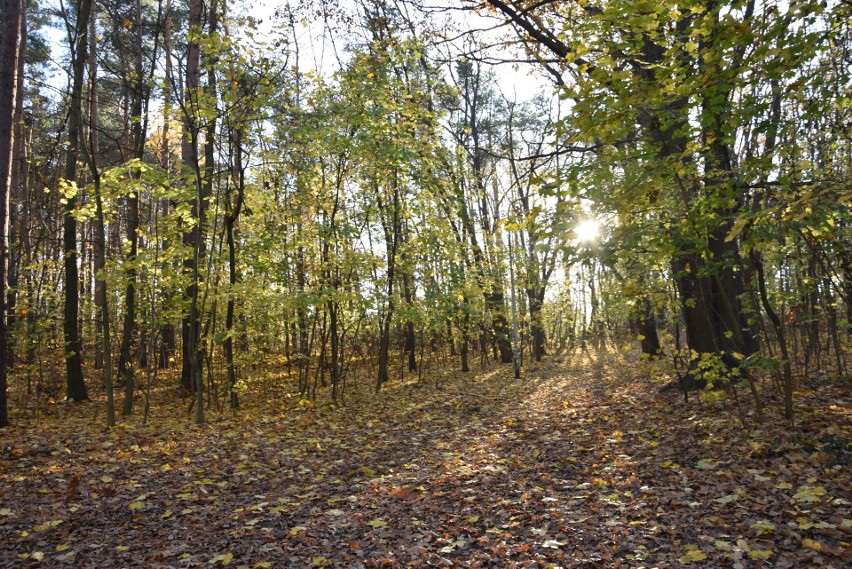 Park Braniborski w Zielonej Górze jesienią.