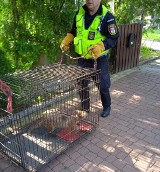 Straż Miejska odłowiła lisa. To kolejne nietutejsze zwierzę w naszym mieście (zdjęcia)