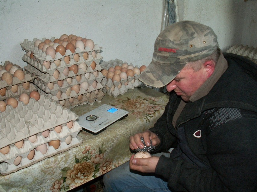Robert Czapliński z Zawodzia hoduje szczęśliwe kury [ZDJĘCIA]