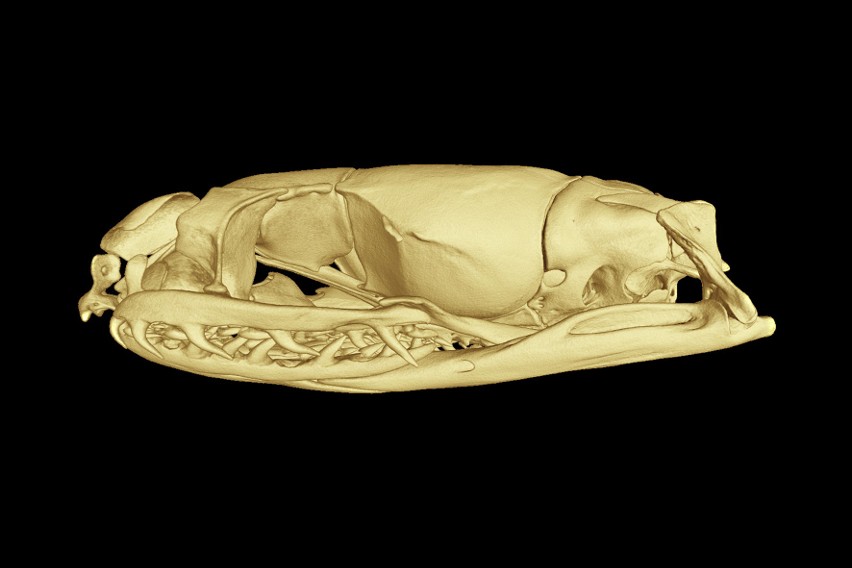 Trójwymiarowy model czaszki Paikwaophis kruki.