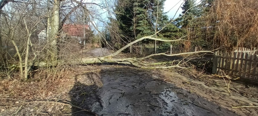 Drzewo przewróciło się na drogę w Jabłonowie-Klaczach. Strażakom pomógł rolnik. Do zdarzenia doszło 5.02.2024