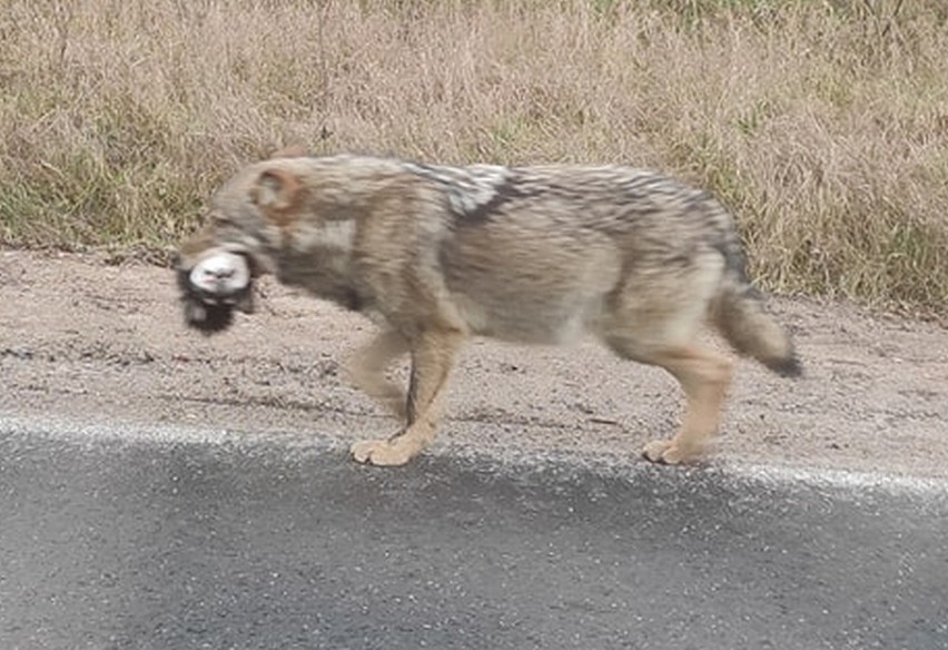 Wilk szedł droga wojewódzką w okolicy Trzebicza i niósł w...