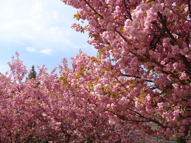 Wiśnie Kaznan mają pełne kwiaty i wytwarzają ich bardzo dużo. W okresie gdy kwitną, wyglądają zjawiskowo.