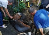 Brawurowa akcja ratowania konia w gminie Bogoria. Zwierzę wpadło do szamba [ZDJĘCIA]