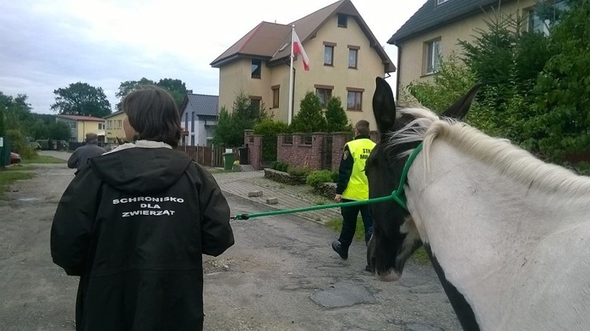 Wrocław: Konie biegały po ulicy. Uciekły właścicielowi