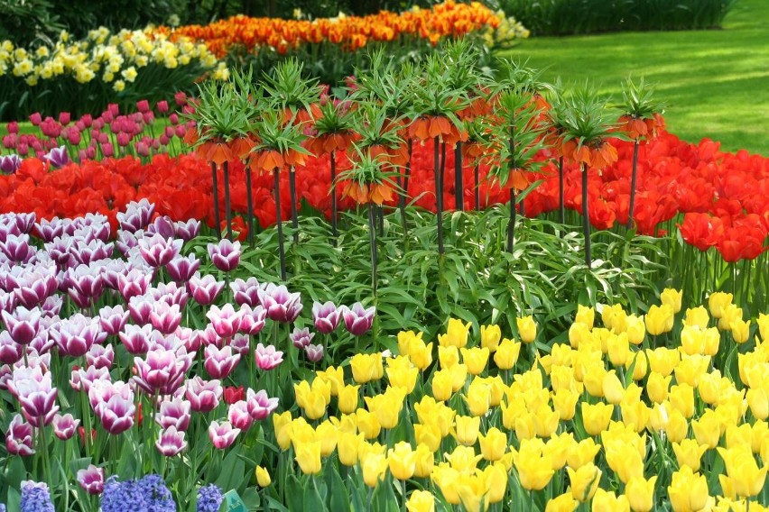 W zależności od koloru tulipany mają różne znaczenie...