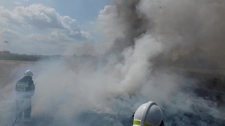 Duży pożar pod Wrocławiem. Płonęło 1,5 hektara terenu (ZDJĘCIA)