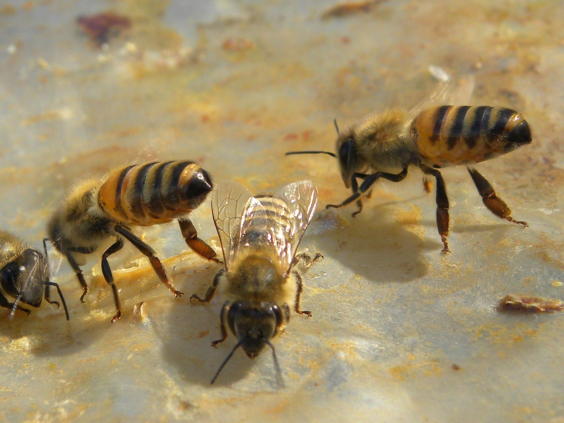 Gniazdo pszczół przy domu: co z nim zrobić | RegioDom