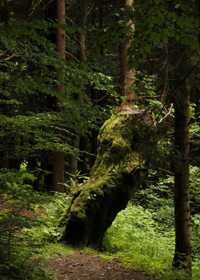 Odkryj Beskid Wyspowy. Mimo niesprzyjającej pogody pokonali Jasień [ZDJĘCIA]