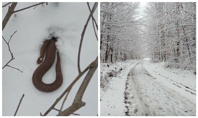 Żmija, która wychodzi z zimowej nory przy takiej temperaturze to niezwykle rzadkie i niespodziewane zjawisko.