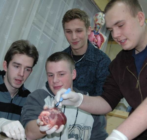 Sekcję serca świni przeprowadzają (od lewej): Kamil Reszka, Kacper Rychel, Michał Kuliberda i Jan Głąb.