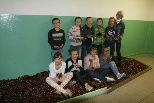 Uczniowie SP nr 15 w Chorzowie z zebranymi przez siebie kasztanami