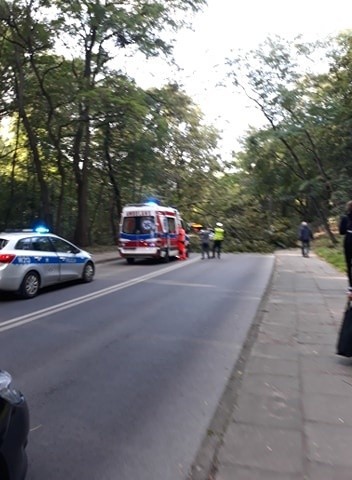 Szczecin. Na samochód spadło drzewo. Pasażerowie mieli szczęście 
