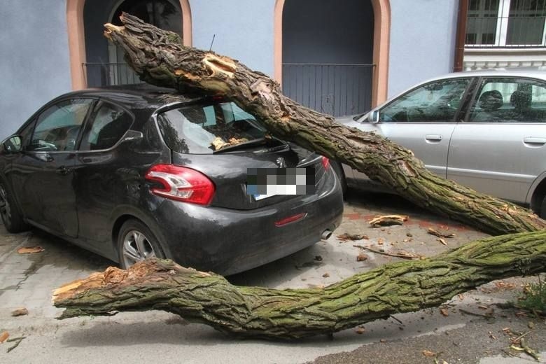 W Kielcach przy ulicy Prostej drzewo przygniotło samochód.