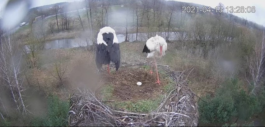 Ostrołęckie Przedsiębiorstwo Wodociągów i Kanalizacji zachęca do obserwacji bocianów. W gnieździe pojawiło się właśnie jajo. Wideo