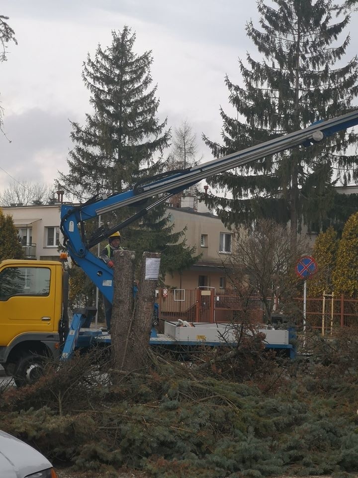 Wycięto trzy drzewa na osiedlu Kmity w Rzeszowie. Mieszkańcy: Kto na to pozwolił? [ZDJĘCIA]