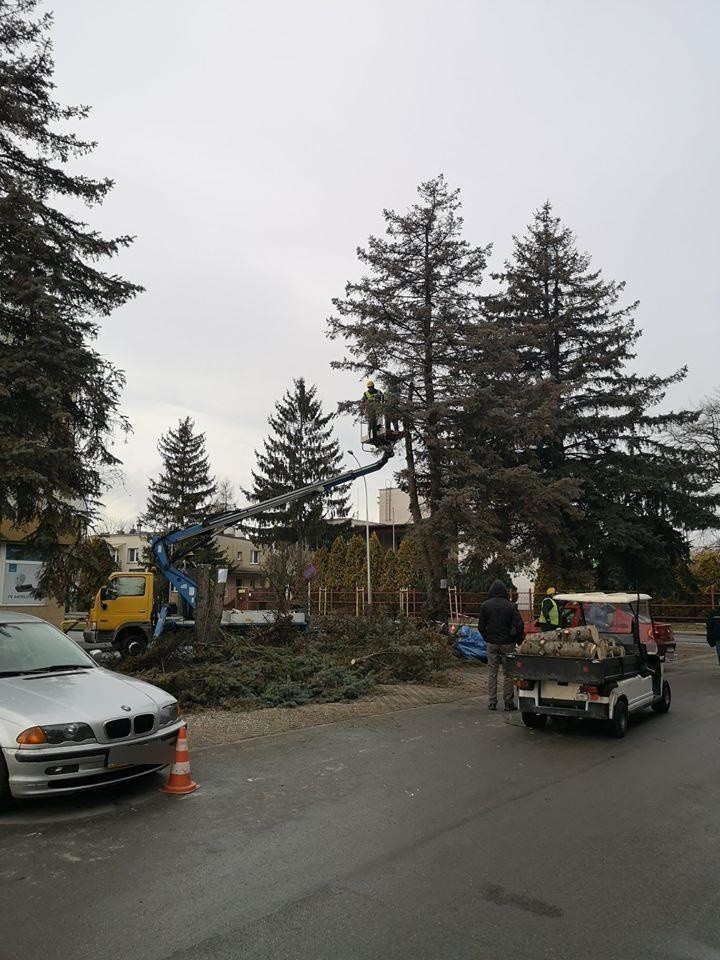 Wycięto trzy drzewa na osiedlu Kmity w Rzeszowie. Mieszkańcy: Kto na to pozwolił? [ZDJĘCIA]