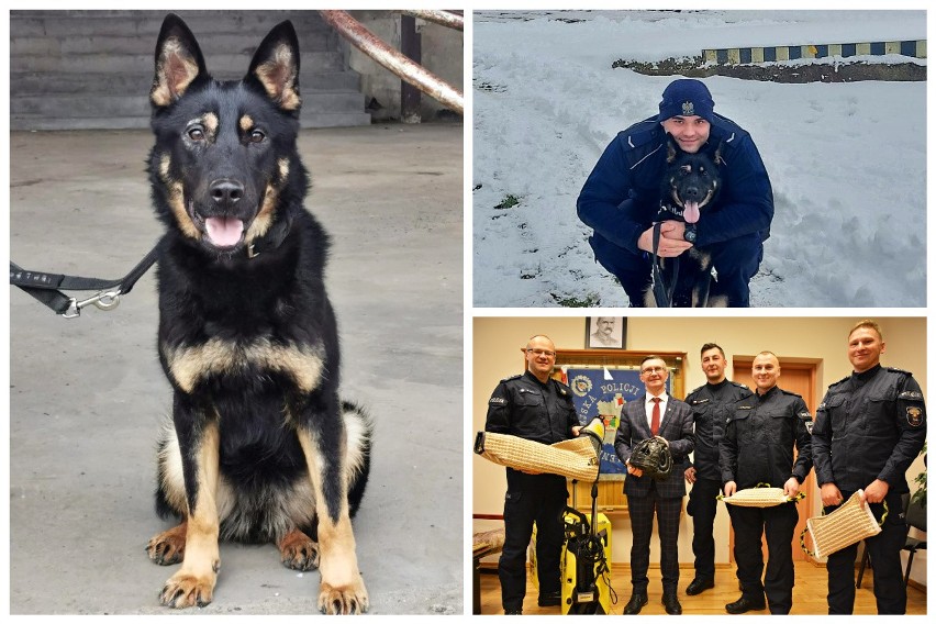 Nowy pies w szeregach podlaskiej policji. Owczarek niemiecki...