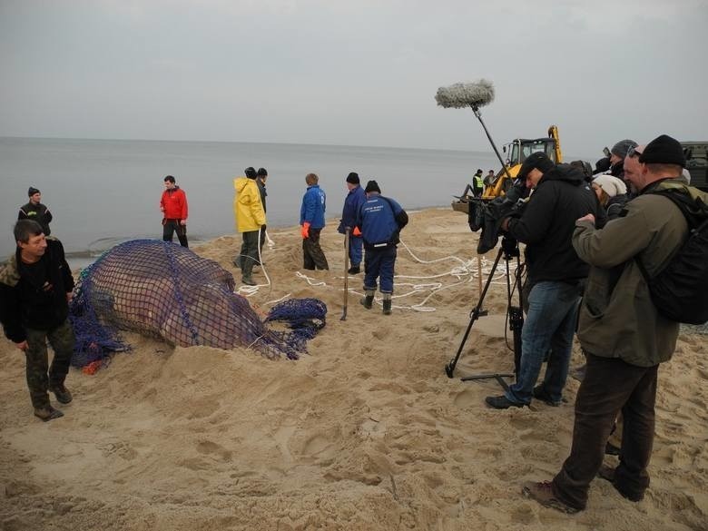 Martwy waleń butlonosy na plaży w Unieściu w 2013 roku. Zobacz ARCHIWALNE WIDEO I ZDJĘCIA 