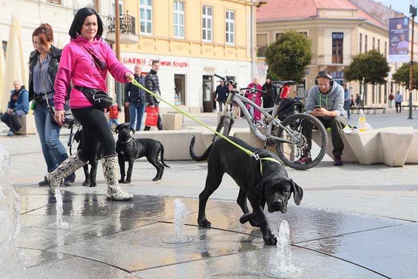 Spacer z psami cane corso. Pierwszy dzień IV Pikniku Cane Corso Italiano