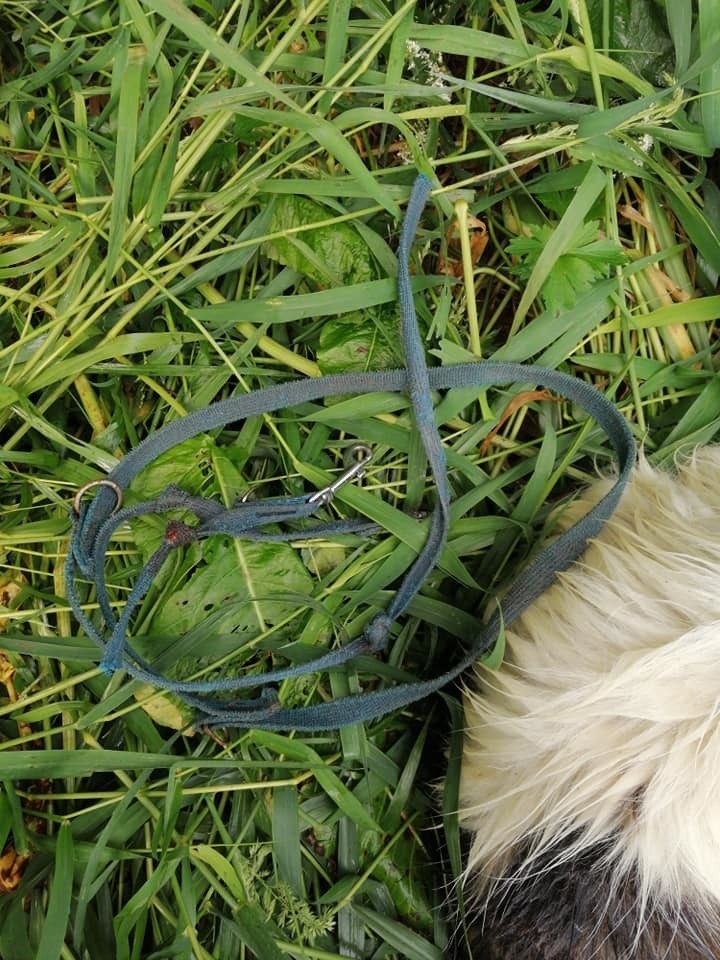 Skatowany pies w Świślinie w Dołach Buskupich! Znalazł i uratował go wędkarz [WIDEO]