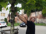 Straż miejska ma tajną broń do walki z brudasami. 30 nowych fotopułapek