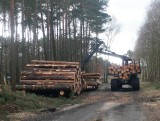 W Kujawsko-Pomorskiem stawiają na racjonalną gospodarkę lasami. Pod uwagę bierze się głosy mieszkańców