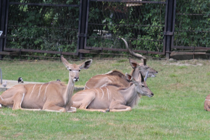 Śląski Ogród Zoologiczny ma małą samicę wielkiego kudu 