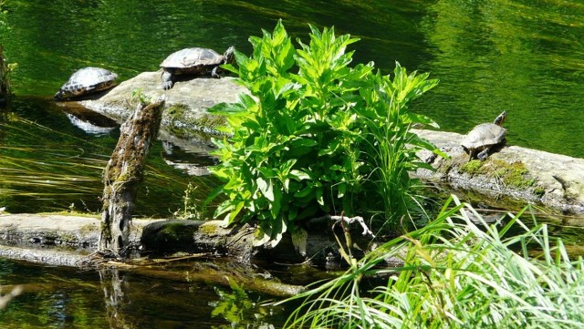 W tym roku zgłoszenie dotyczące żółwi, odnosiło się do terenu w pobliżu oczyszczalni ścieków na bydgoskim Łoskoniu. Wcześniej informowaliśmy o żółwiach, które zadomowiły się na Jachcicach, w pobliżu ulicy Żeglarskiej (na zdj.)
