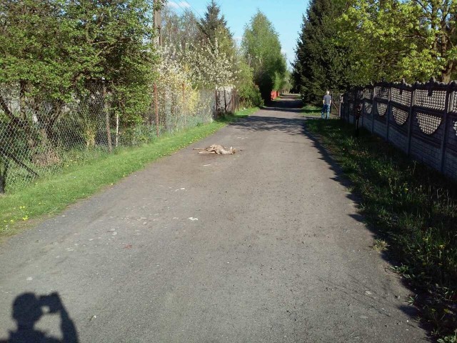 Mieszkańcy Rokietnicy odnaleźli na ul. Bocznej potrąconą sarnę.