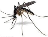 Jak się obronić przed atakiem komarów. Podajemy kilka prostych sposobów