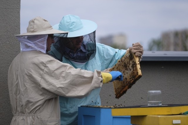 Od 2016 roku na dachu Urzędu Marszałkowskiego w Toruniu mieszkają pszczoły. Pasieka składa się z pięciu uli. Każdy zasiedlony jest przez około 40-50 tysięcy osobników. Pszczelarze zadbali o to, by był to łagodny gatunek owadów. Z każdego ula można pozyskać około 15-20 kilogramów czystego miodu. Dziś (6 lipca) odbyło się pierwsze tegoroczne miodobranie na dachu urzędu.