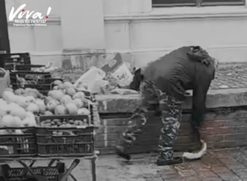 Tak sprzedaje się żywe ryby we Wrocławiu. Szokujące sceny na Świebodzkim, jest zawiadomienie do prokuratury [FILM, ZDJĘCIA]