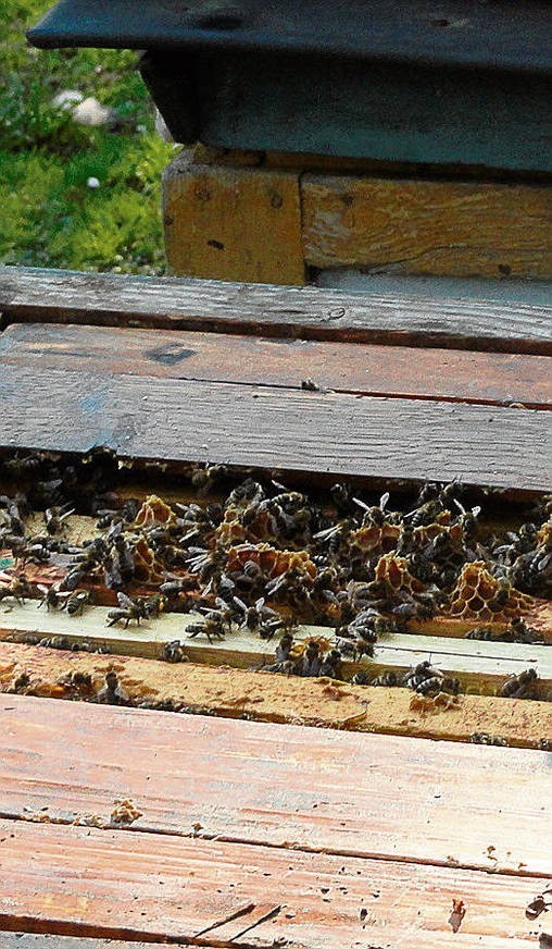 Rodzin pszczelich coraz mniej