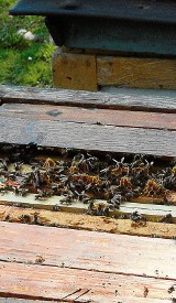 Pszczelarze alarmują: w pasiekach pomór