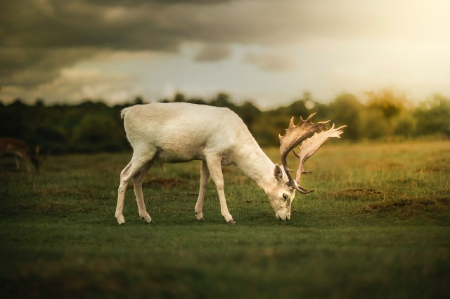 Dwa dzikie zwierzęta o białej maści uchwycono w polskich lasach w bardzo krótkim czasie. Ich widok zachwyca nawet samych leśników.