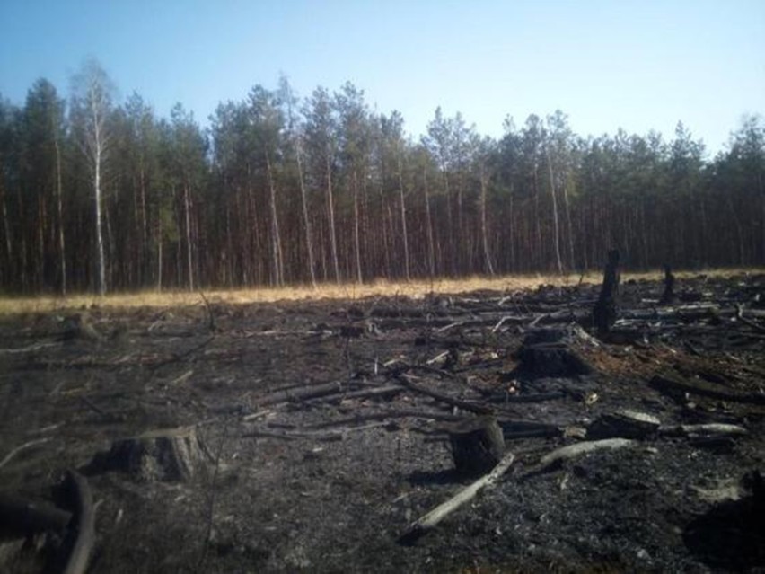 Wielki pożar w powiecie radzyńskim. Spłonęło już około 30 hektarów lasów i  bagiennych siedlisk. Zobacz zdjęcia