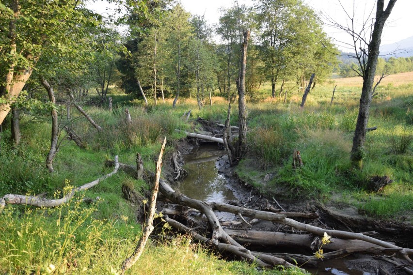 Bieszczadzki Park Narodowy. W wielu miejscach BdPN leży...