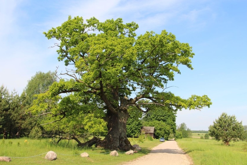 Dąb Dunin - Europejskie Drzewo Roku 2022